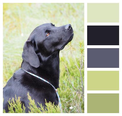 Black Labrador Retriever Dog Image